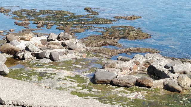 f:id:wanpaku-yaseiji:20190523022844j:image f:id:wanpaku-yaseiji:20190523022844j:image
