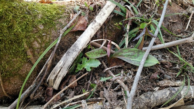 f:id:wanpaku-yaseiji:20190525161133j:image f:id:wanpaku-yaseiji:20190525161133j:image
