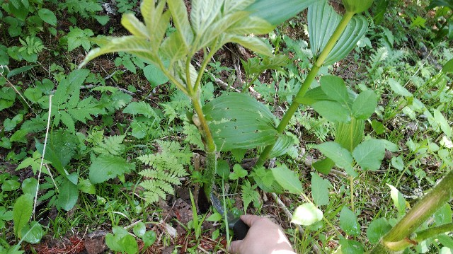 f:id:wanpaku-yaseiji:20190607202601j:image f:id:wanpaku-yaseiji:20190607202601j:image