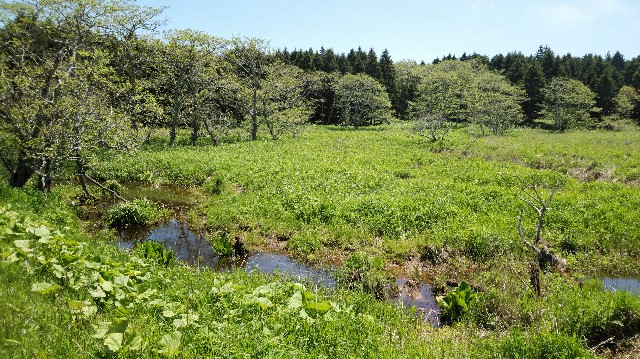 f:id:wanpaku-yaseiji:20190607221831j:image f:id:wanpaku-yaseiji:20190607221831j:image