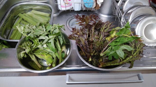 f:id:wanpaku-yaseiji:20190609140533j:image f:id:wanpaku-yaseiji:20190609140533j:image