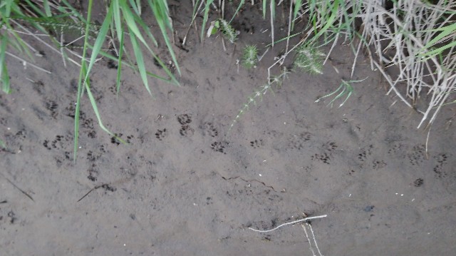 f:id:wanpaku-yaseiji:20190621000639j:image