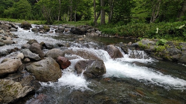 f:id:wanpaku-yaseiji:20190625124501j:image