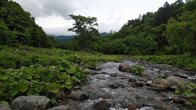 f:id:wanpaku-yaseiji:20190625180218j:image