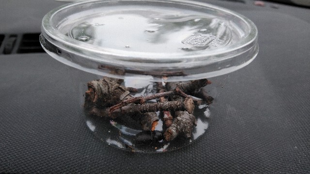 f:id:wanpaku-yaseiji:20190625232216j:image