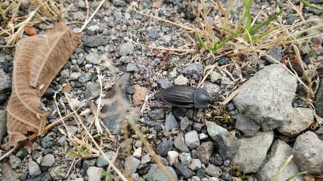 f:id:wanpaku-yaseiji:20190625233000j:image