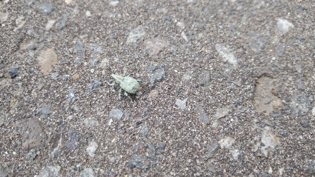 f:id:wanpaku-yaseiji:20190625233201j:image