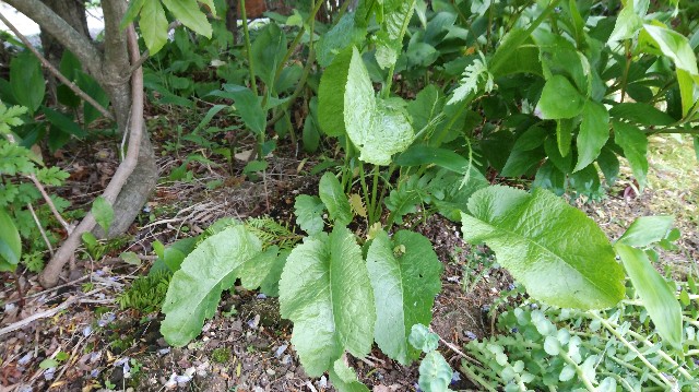 f:id:wanpaku-yaseiji:20190626232522j:image