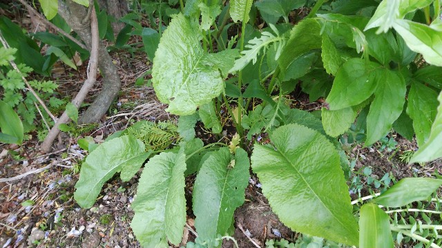 f:id:wanpaku-yaseiji:20190627001528j:image