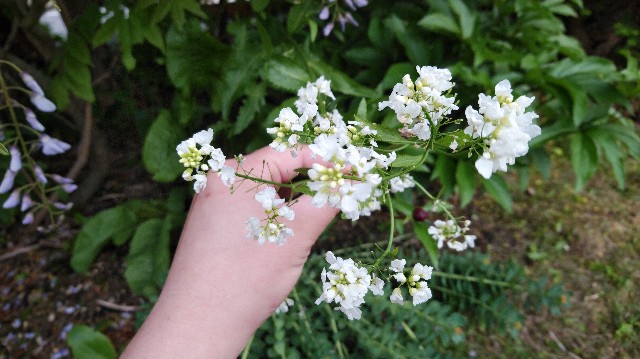 f:id:wanpaku-yaseiji:20190627001851j:image