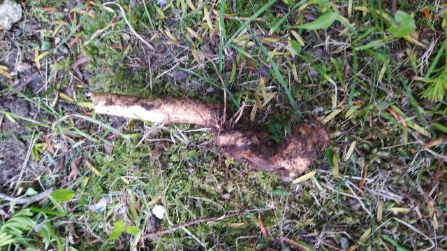 f:id:wanpaku-yaseiji:20190627121308j:image