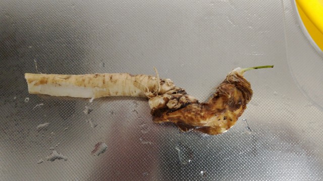 f:id:wanpaku-yaseiji:20190627121958j:image