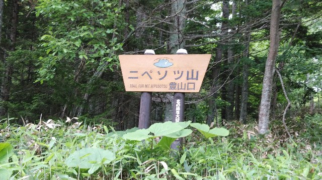 f:id:wanpaku-yaseiji:20190711005406j:image