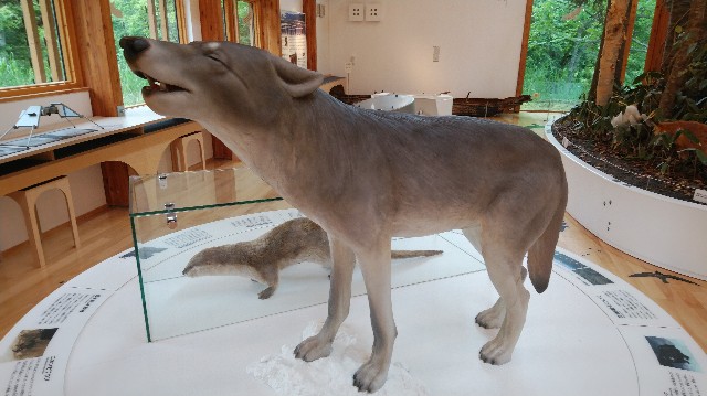 f:id:wanpaku-yaseiji:20190711012818j:image