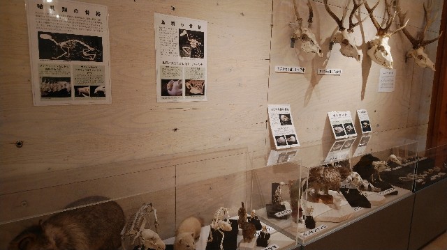 f:id:wanpaku-yaseiji:20190711012844j:image