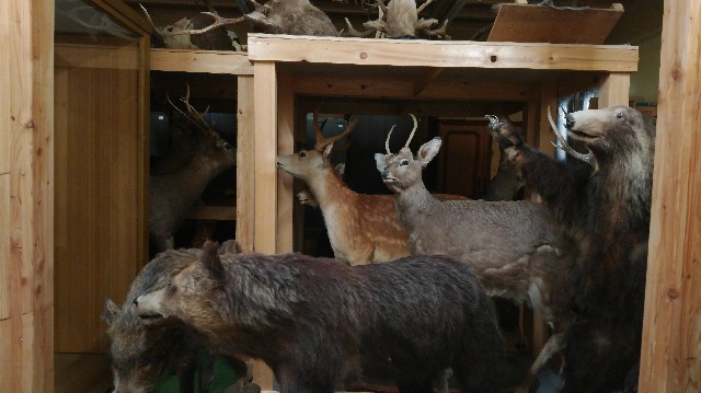 f:id:wanpaku-yaseiji:20190711013403j:image