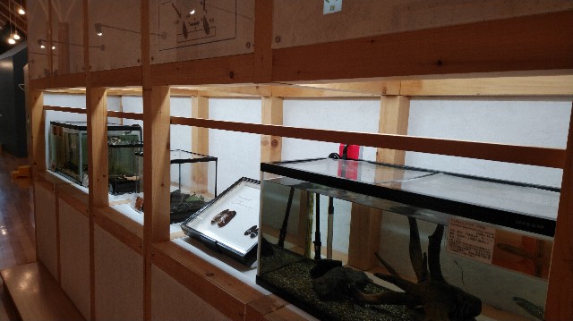 f:id:wanpaku-yaseiji:20190711013441j:image