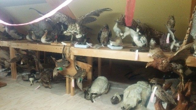 f:id:wanpaku-yaseiji:20190711013946j:image