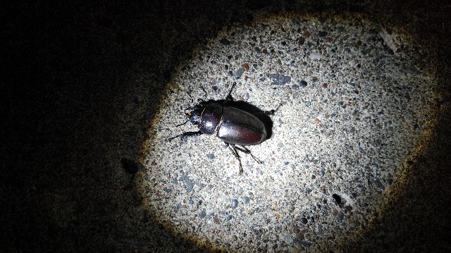 f:id:wanpaku-yaseiji:20190722123022j:image f:id:wanpaku-yaseiji:20190722123022j:image
