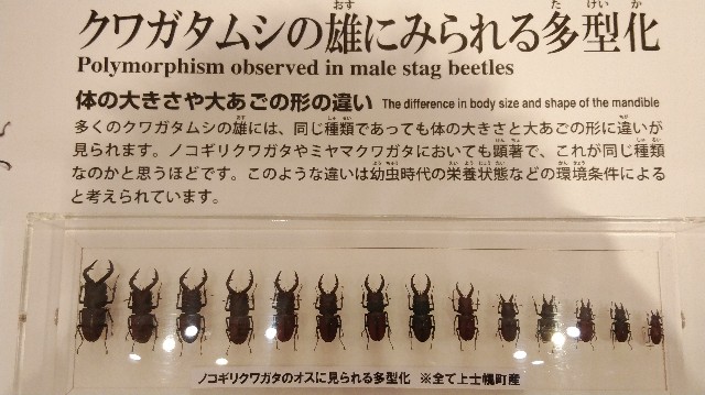 f:id:wanpaku-yaseiji:20190722124501j:image f:id:wanpaku-yaseiji:20190722124501j:image