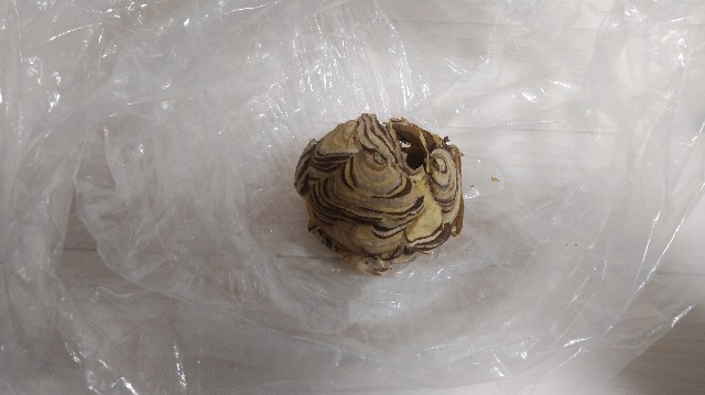 f:id:wanpaku-yaseiji:20190726011431j:image f:id:wanpaku-yaseiji:20190726011431j:image