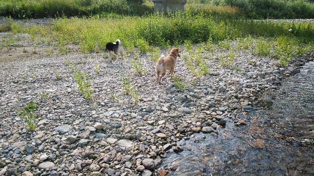 f:id:wanpaku-yaseiji:20190809231736j:image f:id:wanpaku-yaseiji:20190809231736j:image