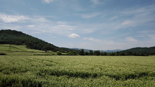 f:id:wanpaku-yaseiji:20190810003033j:image f:id:wanpaku-yaseiji:20190810003033j:image