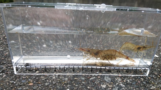 f:id:wanpaku-yaseiji:20190813234608j:image f:id:wanpaku-yaseiji:20190813234608j:image