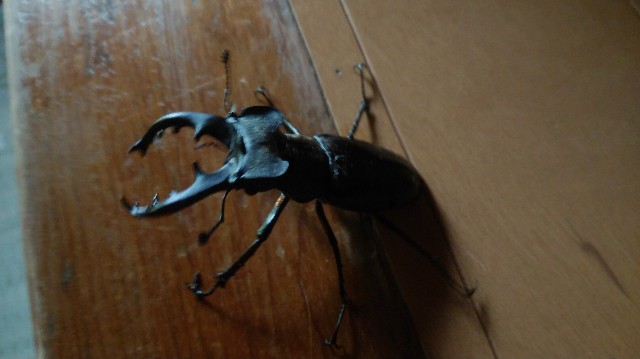 f:id:wanpaku-yaseiji:20190904020937j:image f:id:wanpaku-yaseiji:20190904020937j:image