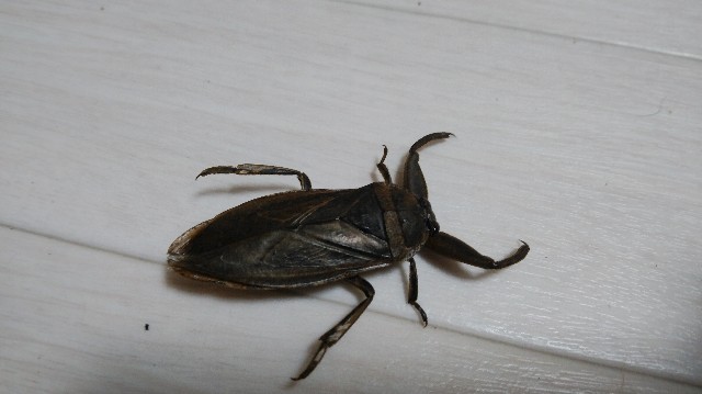 f:id:wanpaku-yaseiji:20190908223718j:image f:id:wanpaku-yaseiji:20190908223718j:image