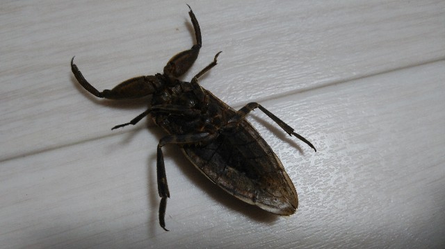 f:id:wanpaku-yaseiji:20190908223733j:image f:id:wanpaku-yaseiji:20190908223733j:image