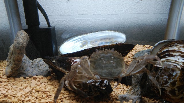 f:id:wanpaku-yaseiji:20190910014728j:image