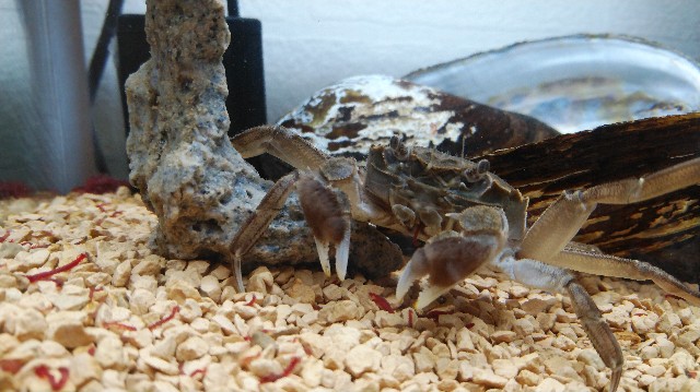 f:id:wanpaku-yaseiji:20190911102655j:image