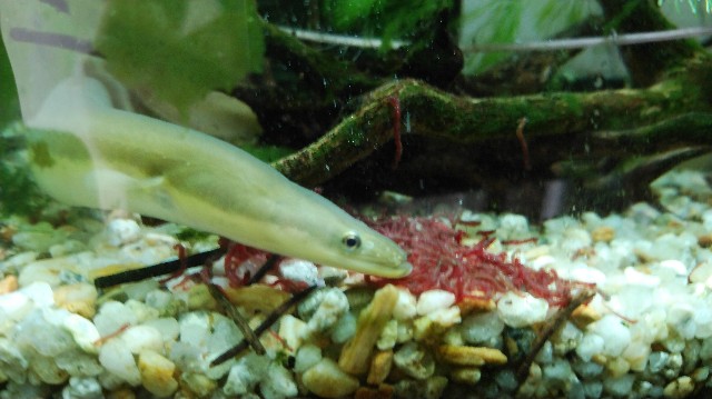 f:id:wanpaku-yaseiji:20190911102834j:image