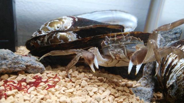 f:id:wanpaku-yaseiji:20190912213113j:image