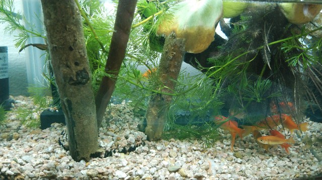 f:id:wanpaku-yaseiji:20190912215943j:image