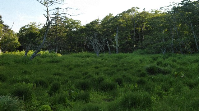 f:id:wanpaku-yaseiji:20190919004539j:image