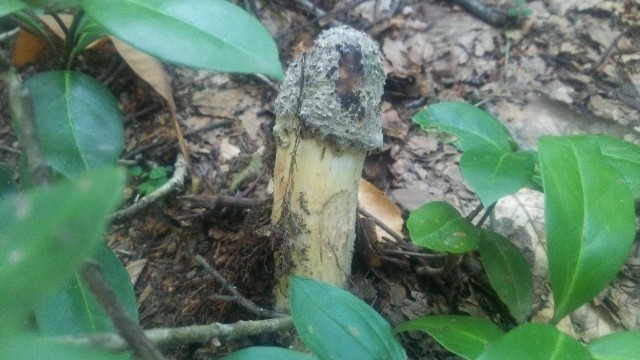 f:id:wanpaku-yaseiji:20190919121410j:image