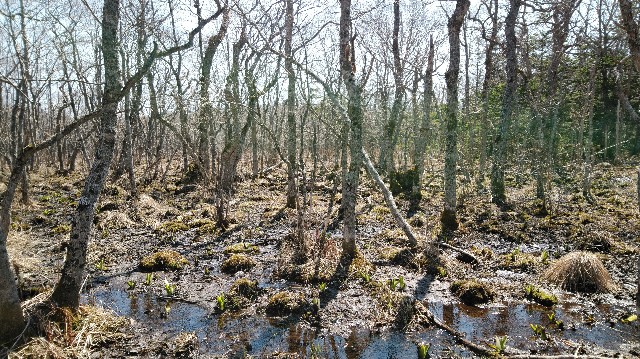 f:id:wanpaku-yaseiji:20190920005953j:image