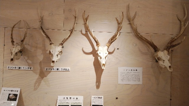 f:id:wanpaku-yaseiji:20190925231920j:image f:id:wanpaku-yaseiji:20190925231920j:image