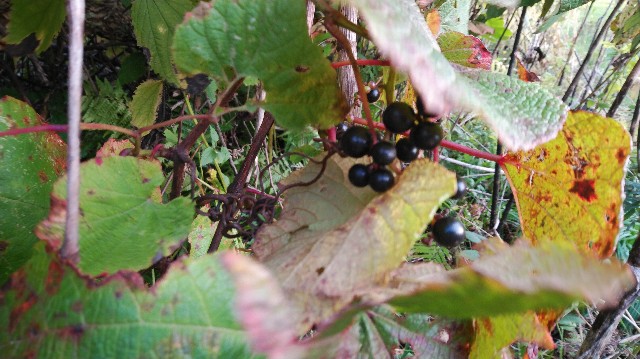 f:id:wanpaku-yaseiji:20191006010430j:image