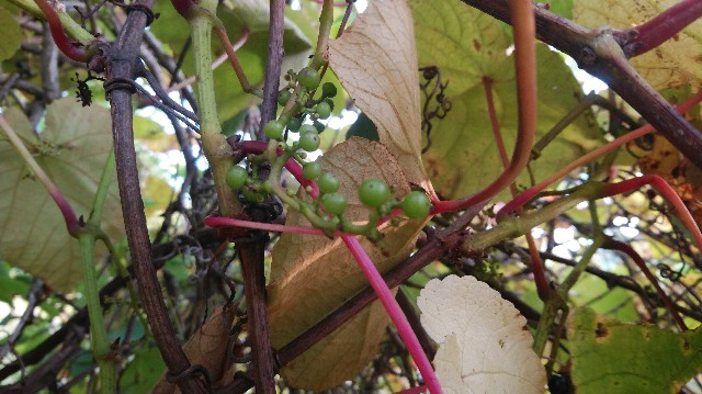 f:id:wanpaku-yaseiji:20191006010515j:image