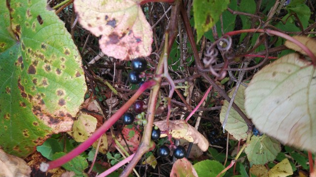 f:id:wanpaku-yaseiji:20191006010631j:image