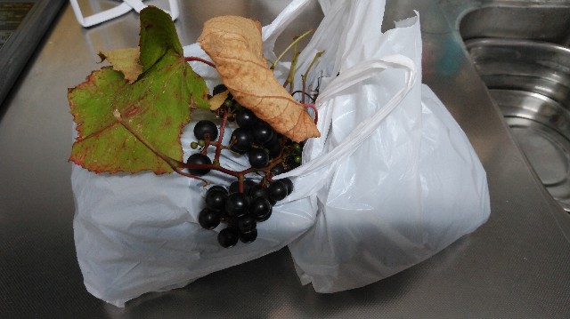 f:id:wanpaku-yaseiji:20191006011312j:image