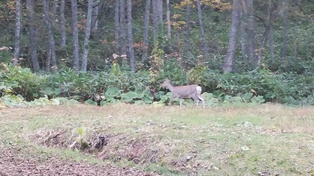 f:id:wanpaku-yaseiji:20191008011904j:image f:id:wanpaku-yaseiji:20191008011904j:image