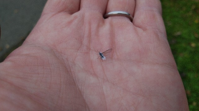 f:id:wanpaku-yaseiji:20191008012716j:image f:id:wanpaku-yaseiji:20191008012716j:image