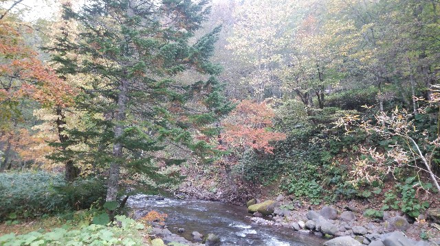 f:id:wanpaku-yaseiji:20191008013542j:image f:id:wanpaku-yaseiji:20191008013542j:image