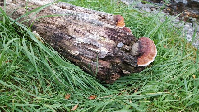 f:id:wanpaku-yaseiji:20191008013928j:image f:id:wanpaku-yaseiji:20191008013928j:image