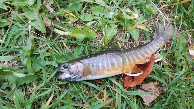 f:id:wanpaku-yaseiji:20191008015053j:image f:id:wanpaku-yaseiji:20191008015053j:image