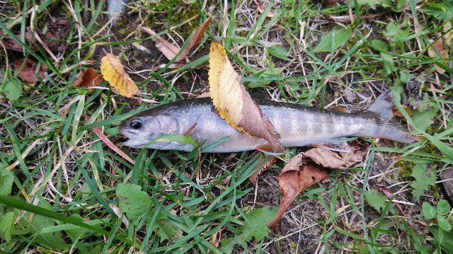 f:id:wanpaku-yaseiji:20191008015151j:image f:id:wanpaku-yaseiji:20191008015151j:image